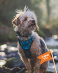 Load image into Gallery viewer, Twiggy Tags Adventure Harness Tranquil
