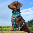 Load image into Gallery viewer, Adorable Pooch Heritage Pheasant Green Range