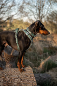 Load image into Gallery viewer, Twiggy Tags Apex Collar-Nomad