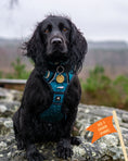 Load image into Gallery viewer, Twiggy Tags Adventure Harness Tranquil