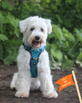 Load image into Gallery viewer, Twiggy Tags Adventure Harness Tranquil
