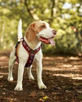 Load image into Gallery viewer, Adorable Pooch Heritage Merlot Range