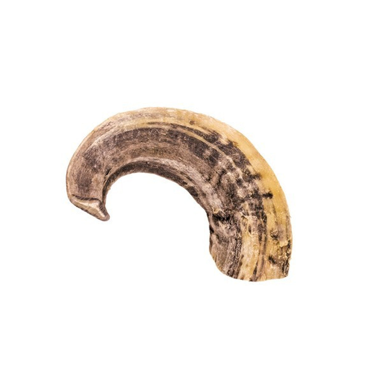 Air Dried Ram Horn