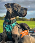 Load image into Gallery viewer, Twiggy Tags Adventure Collar Tranquil
