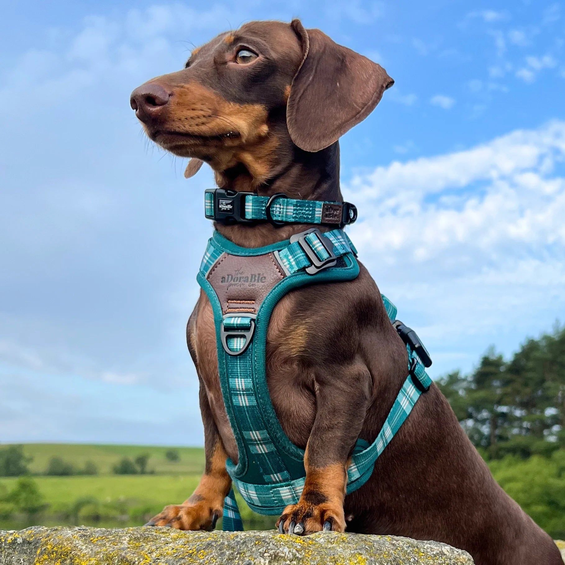 Adorable Pooch Heritage Pheasant Green Range