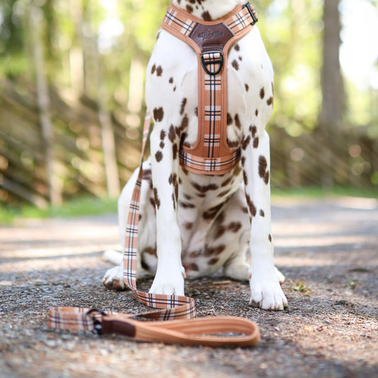 Adorable Pooch Heritage Butterscotch Range