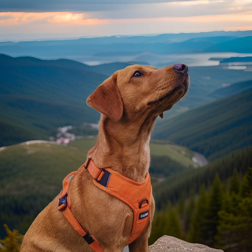 Caird Dog Harness Orange