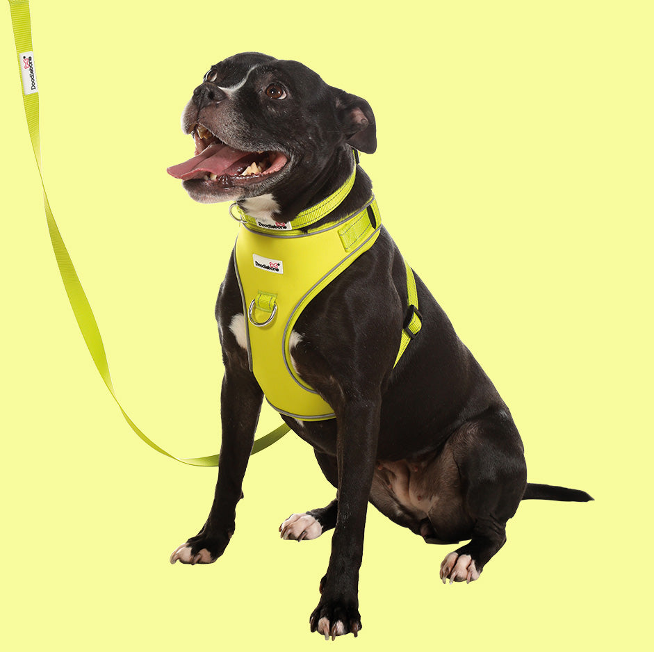 DoodleBone AirMesh Harness Citrus