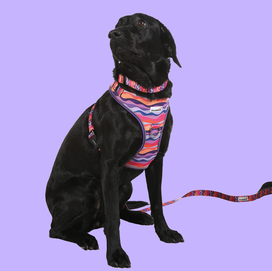 DoodleBone AirMesh Harness Dunes