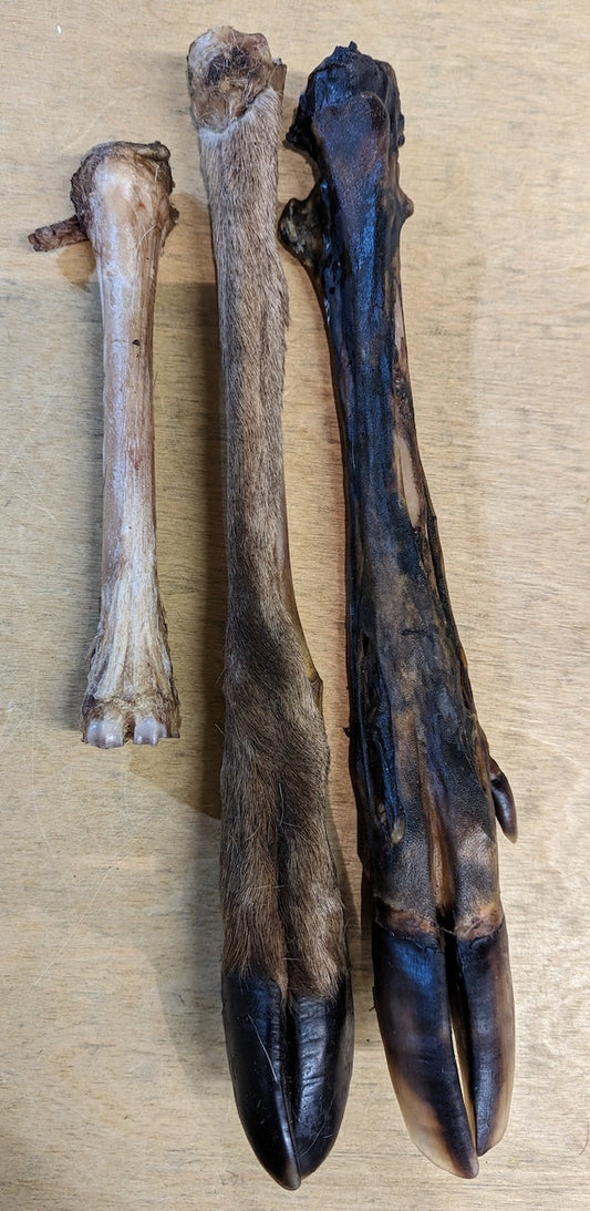 Deer Leg