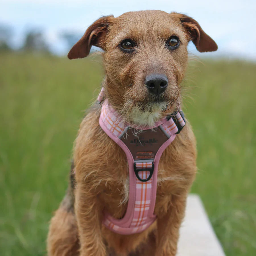 Adorable Pooch Heritage Strawberry Range