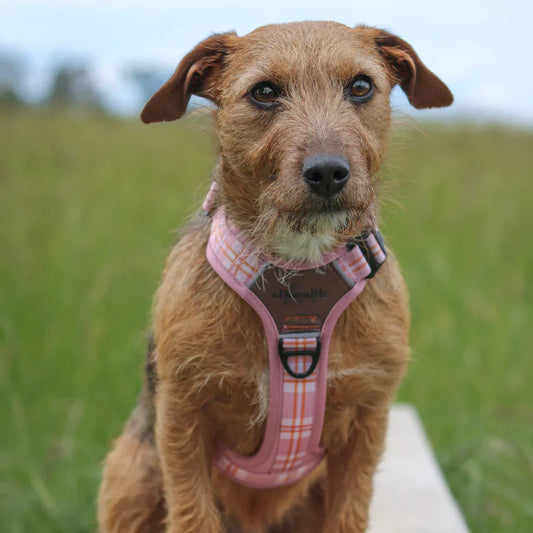 Adorable Pooch Heritage Strawberry Range