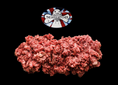 Load image into Gallery viewer, Dibo (The Dogs Butcher) Purely Pork 1kg
