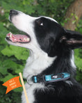Load image into Gallery viewer, Twiggy Tags Adventure Collar Tranquil
