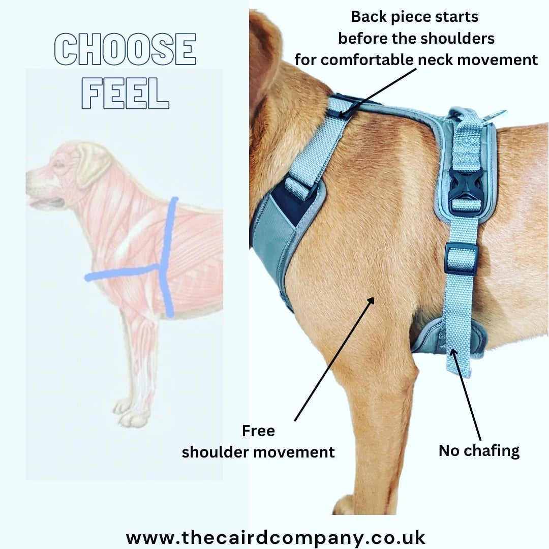 Caird Dog Harness Charcoal