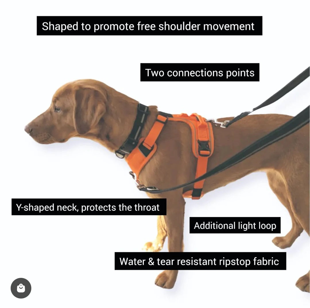 Caird Dog Harness Charcoal