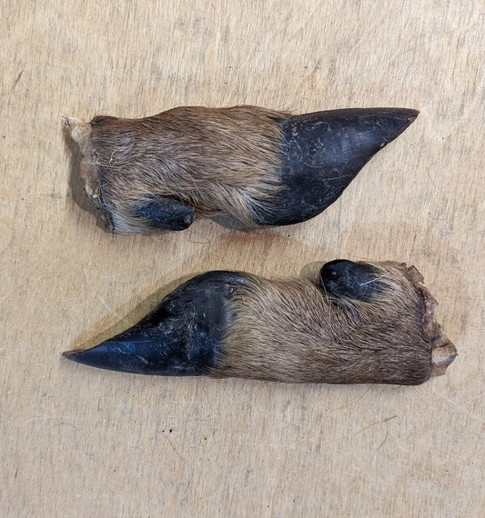 Deer Hooves