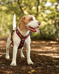 Adorable Pooch Heritage Merlot Range